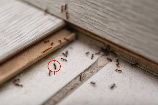 Best Bed Bug Extermination  in Cooper, TX