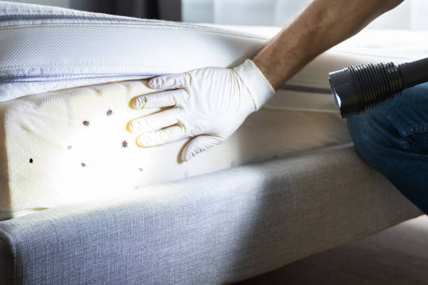 Wasp Removal Services in Cooper, TX
