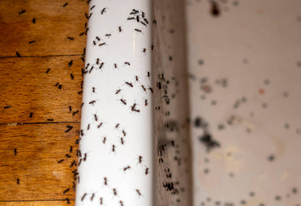 Best Local Pest Control Services  in Cooper, TX
