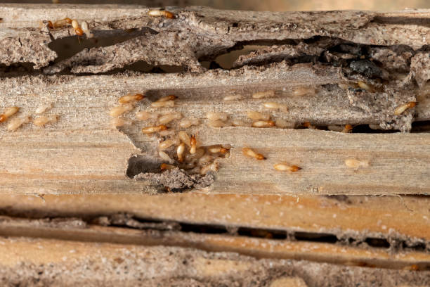 Best Rat Extermination Near Me  in Cooper, TX
